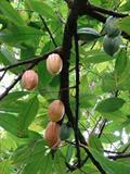 Mocambo tree